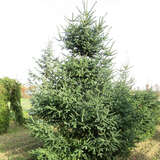 Abies pinsapo - Spanische Tanne