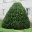 Taxus baccata: Bild 6/17