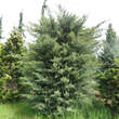 Juniperus virginiana 'Glauca': Bild 4/4