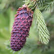 Picea abies 'Acrocona': Bild 4/4