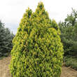Platycladus orient. 'Elegantissima': Bild 4/4