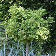 Ginkgo biloba 'Mariken': Bild 5/6