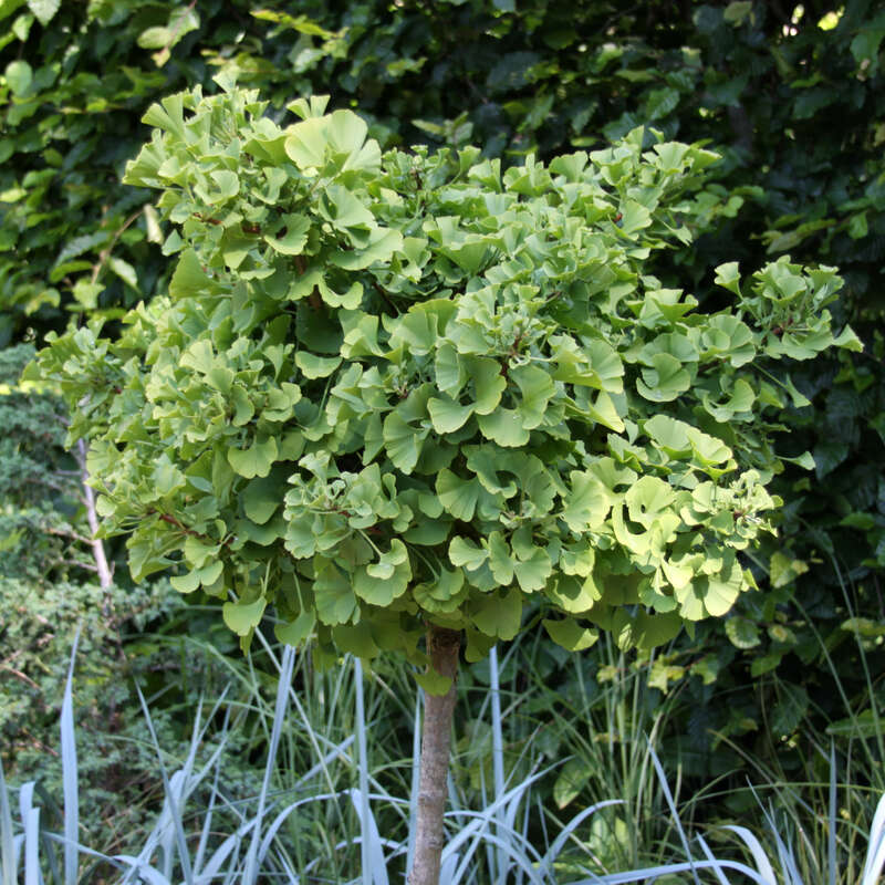 KugelGinkgo Ginkgo biloba 'Mariken'