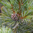 Pinus koraiensis: Bild 3/3