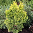 Chamaecyparis obtusa 'Nana Lutea': Bild 5/5