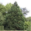 Sequoiadendron giganteum: Bild 7/7