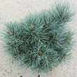 Pinus sylvestris 'Chantry Blue': Bild 2/2