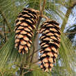 Pinus schwerinii: Bild 6/8
