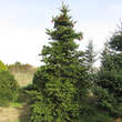 Picea polita: Bild 8/9