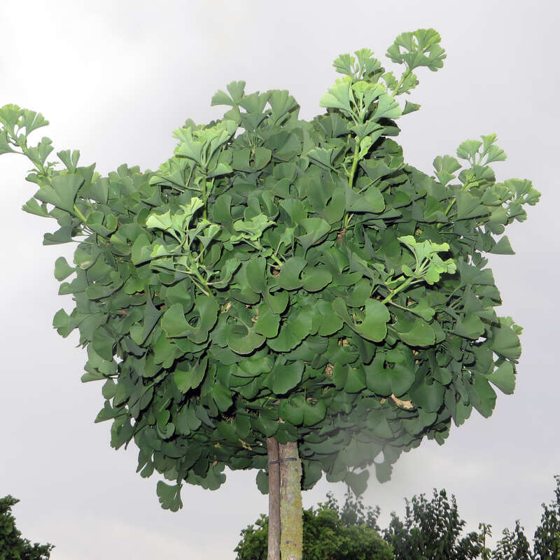 KugelGinkgo Ginkgo biloba 'Mariken'
