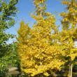 Ginkgo biloba 'Autumn Gold': Bild 3/5