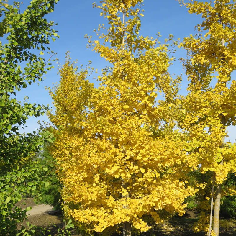 Ginkgo, Fächerblattbaum - Ginkgo biloba \'Autumn Gold\' - grün