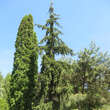 Picea abies 'Rothenhaus': Bild 2/2