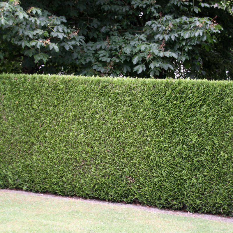 Riesenzypresse Cupressocyparis leylandii