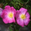 Rosa gallica: Bild 2/3