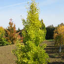 Ginkgo biloba 'Tit' - Strauch-Ginkgo