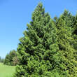 Thuja plicata 'Atrovirens': Bild 5/6