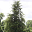 Cedrus libani: Bild 3/3