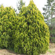 Platycladus orient. 'Elegantissima': Bild 3/4