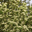 Viburnum sieboldii 'Seneca': Bild 7/8