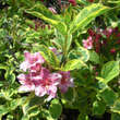 Weigela 'Kosteriana Variegata': Bild 2/5