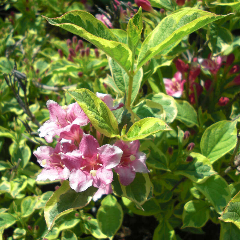 Weigelie rosa Weigela 'Kosteriana Variegata' rosa