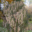 Cornus sanguinea 'Compressa': Bild 2/2