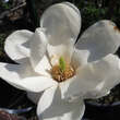 Magnolia denudata 'Double Diamond': Bild 3/5