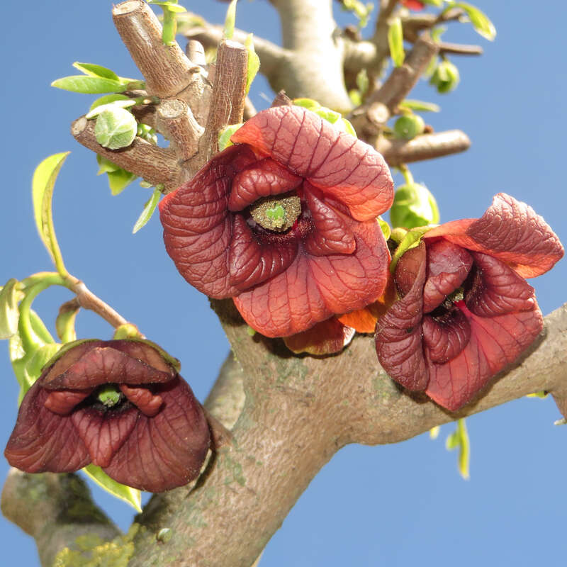 Pawpaw, Indianerbanane Asimina triloba 'Sunflower' rot