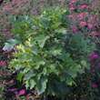 Quercus palustris 'Green Dwarf': Bild 2/3