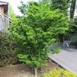 Acer palmatum 'Shishigashira': Bild 10/10