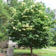 Syringa reticulata 'Ivory Silk': Bild 9/10