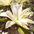 Magnolia 'Goldstar': Bild 6/9
