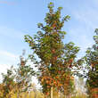 Acer 'Norwegian Sunset': Bild 2/2
