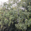 Pterocarya fraxinifolia: Bild 4/9