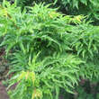Acer palmatum 'Shishigashira': Bild 2/10