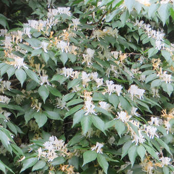 Mandschurische Heckenkirsche - Lonicera maackii - wei
