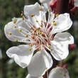 Prunus armeniaca 'Klosterneuburger': Bild 3/4