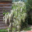 Wisteria floribunda 'Shiro-noda': Bild 8/8