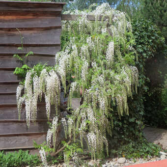 eukalyptus zimmerpflanze hngend Eukalyptus hngende Kunstpflanze 65cm gnstig online kaufen