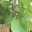 Tilia americana 'Fastigiata': Bild 2/2