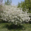 Prunus fruticosa: Bild 7/7