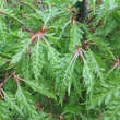 Fagus sylvatica 'Asplenifolia': Bild 3/6