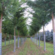 Cupressocyparis leylandii: Bild 5/7