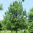 Quercus macrocarpa: Bild 3/3