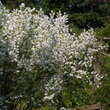 Exochorda racemosa: Bild 4/5