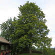 Acer pseudoplatanus: Bild 6/6