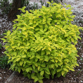 Goldblatt-Jasmin - Philadelphus coronarius 'Aureus' - wei