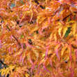 Acer palmatum 'Shishigashira': Bild 5/10