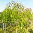 Gleditsia triac. 'Emerald Cascade': Bild 8/8